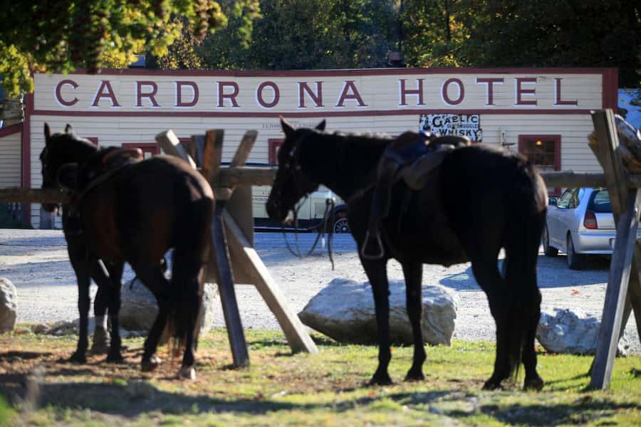 Cardrona Valley: Horse Trekking Experience - The one-on-one lesson that builds confidence