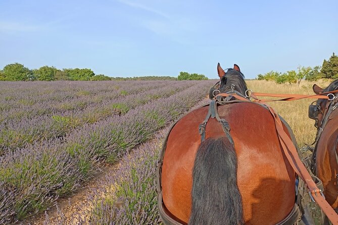 Carriage rides in the heart of the Luberon - Why a carriage is the right speed for the Luberon