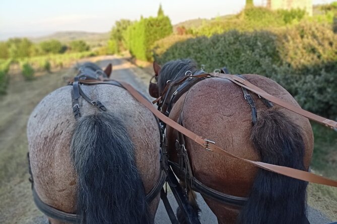 Carriage rides in the heart of the Luberon - What you see between Gordes and Roussillon