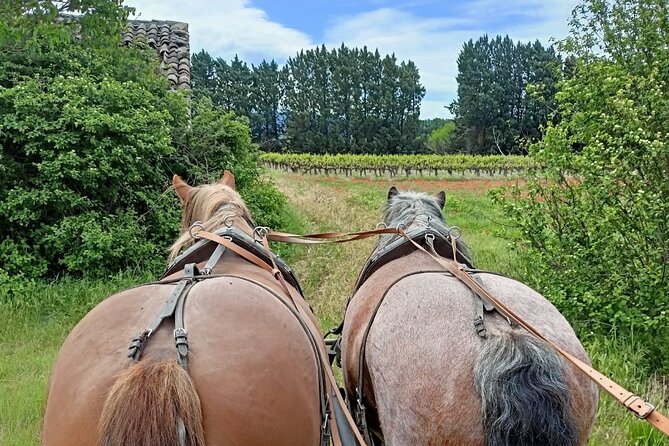 Carriage rides in the heart of the Luberon - A small group makes the morning easier