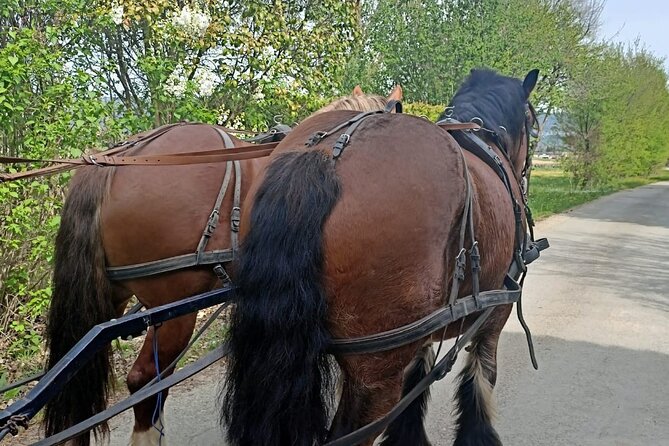 Carriage rides in the heart of the Luberon - Who will enjoy this carriage ride most?