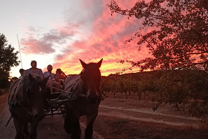 Carriage rides in the heart of the Luberon - Should you book Les Traits Du Lub’?