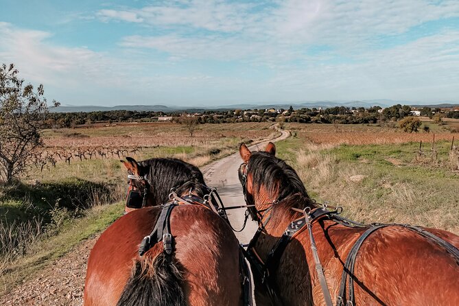 Carriage rides, Pays de Sommières - A Horse-Drawn View of the Sommièrois Countryside