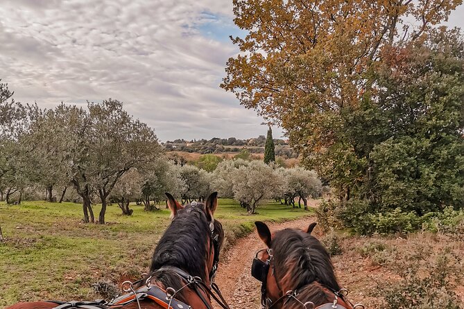 Carriage rides, Pays de Sommières - Why the Slow Pace Matters