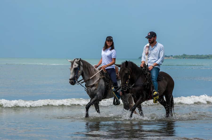 Cartagena: Beach Horse Ride and Colombian Equestrian Culture - Why the Paso Fino introduction matters