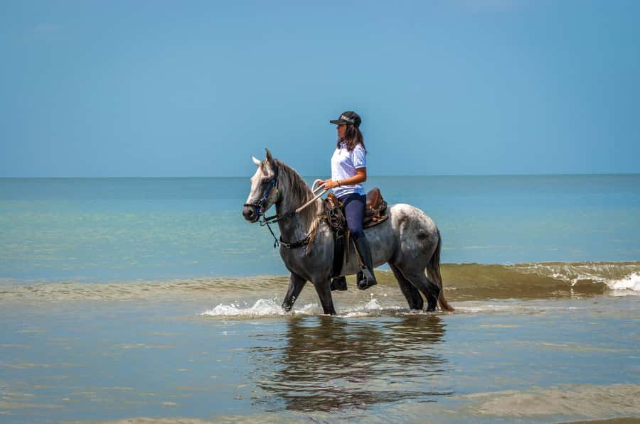 Cartagena: Beach Horse Ride and Colombian Equestrian Culture - A bilingual guide and a group of six