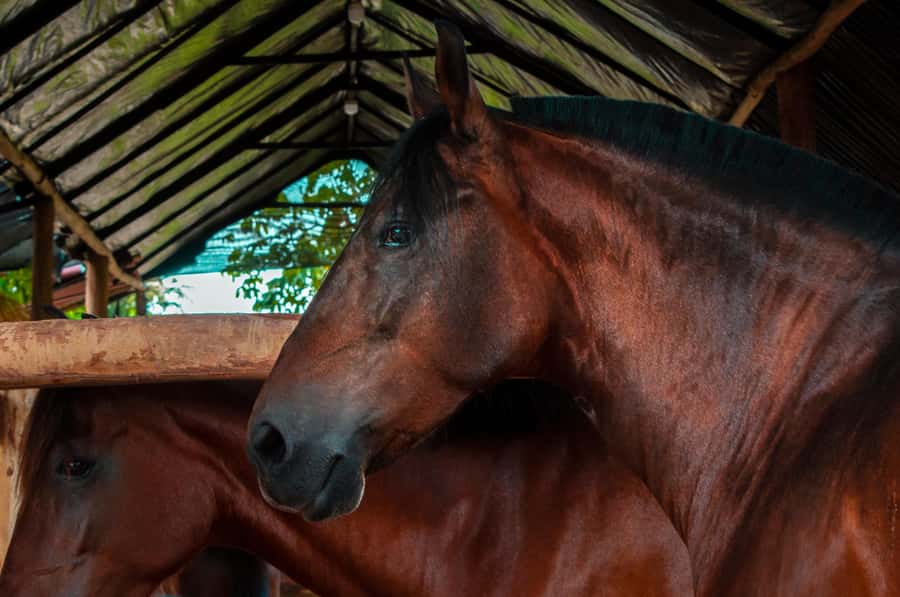 Cartagena: Beach Horse Ride and Colombian Equestrian Culture - Photos, comfort, and practical limits