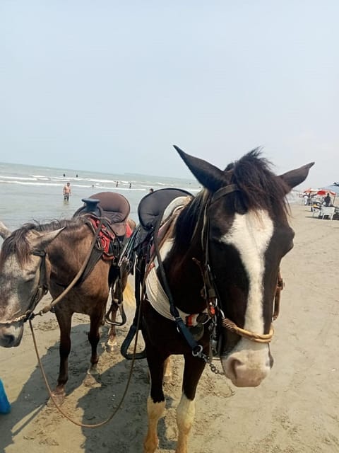Cartagena: Horse riding on the beaches of Cartagena & PHOTOS - Who will enjoy this beach horseback ride?