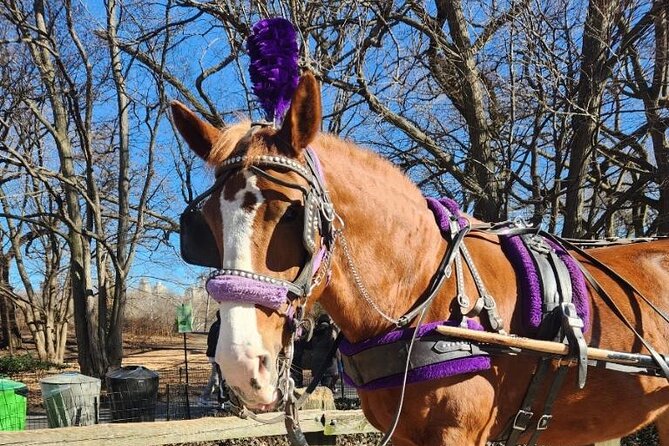 Central Park Horse Carriage Ride - Chess tables, the carousel, and the Central Park Zoo