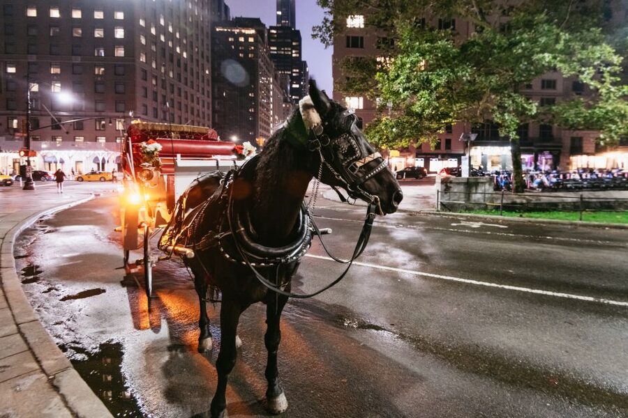 Central Park, Rockefeller & Times Carriage Ride (4 Adults) - Is $295 a fair price for four people?