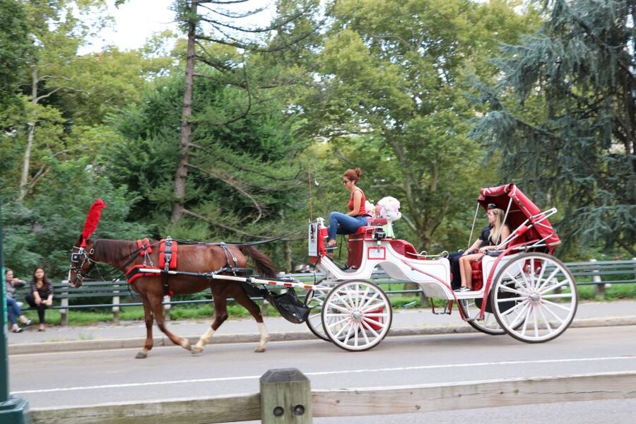Central Park: Short Horse Carriage Ride (Up to 4 Adults) - The guide makes the difference
