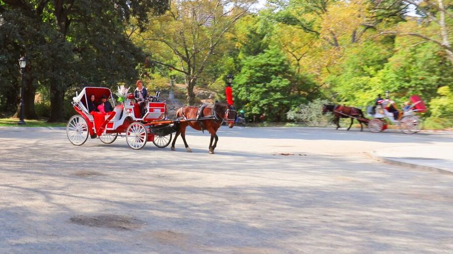 Central Park: Short Horse Carriage Ride (Up to 4 Adults) - Is $115 a fair price?