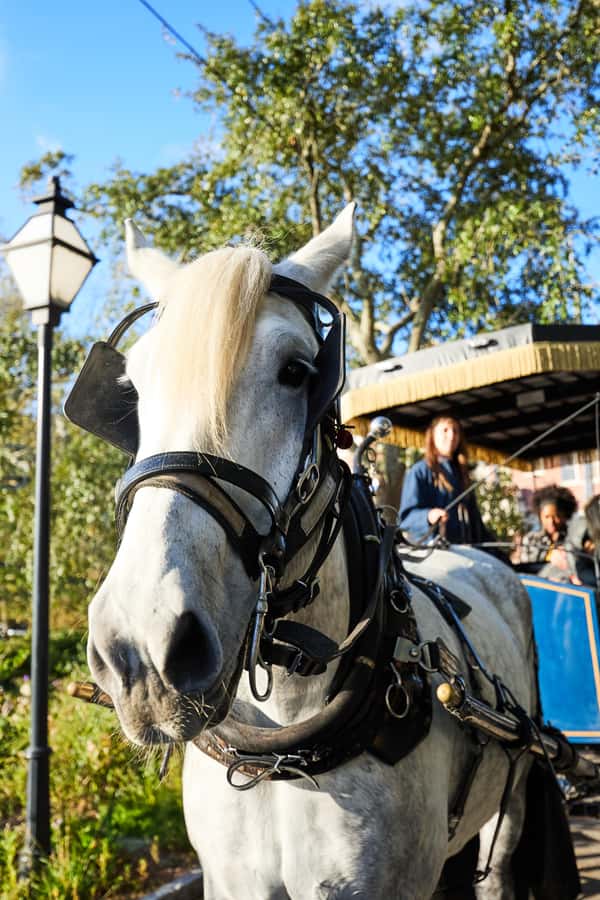 Charleston: Downtown Horse-Drawn Carriage Tour - Is $50 a fair price for one hour?