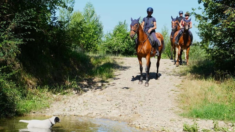 Chianti: Horseback Riding Through Vineyards and Woods - Learning the basic commands in the test field
