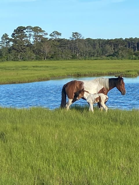 Chincoteague: Premier Pony & Wildlife Small Group Boat Tour - Finding the Chincoteague ponies