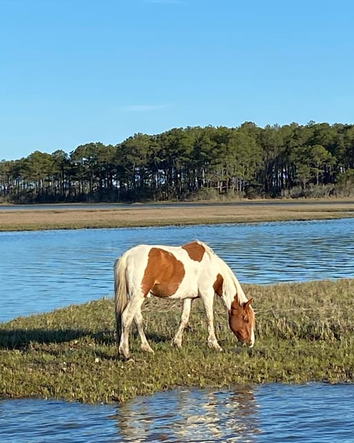 Chincoteague: Premier Pony & Wildlife Small Group Boat Tour - What you learn beyond the horses