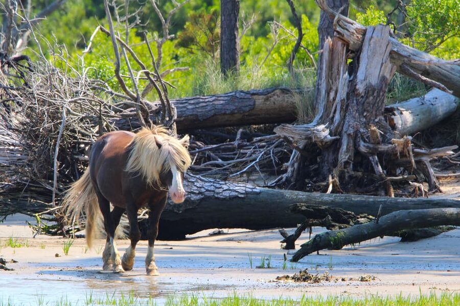 Chincoteague: Premier Pony & Wildlife Small Group Boat Tour - What the $75 price includes