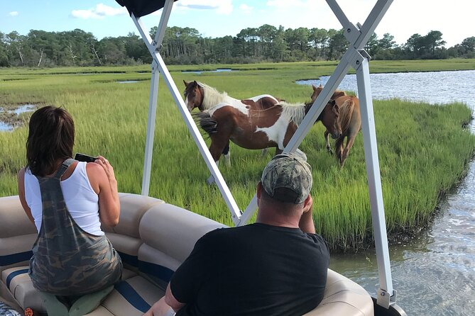 Chincoteague's Up The Bay Pony and Wildlife Tour by Boat - Key points before you book