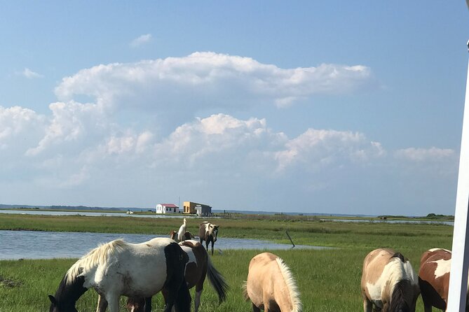 Chincoteague's Up The Bay Pony and Wildlife Tour by Boat - Searching for ponies around Assateague Island