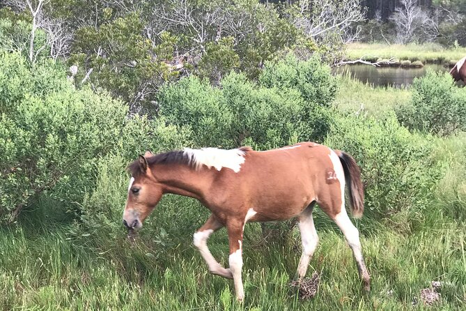 Chincoteague's Up The Bay Pony and Wildlife Tour by Boat - Captain Mike’s local stories and pony knowledge