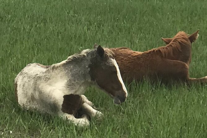 Chincoteague's Up The Bay Pony and Wildlife Tour by Boat - A wildlife trip, not only a pony hunt