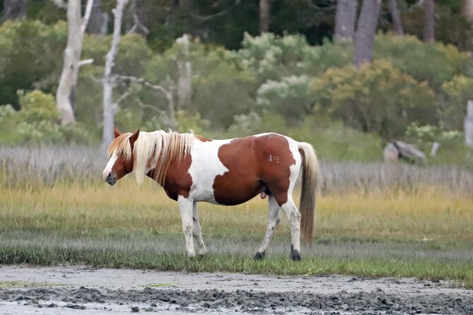 Chincoteague's Up The Bay Pony and Wildlife Tour by Boat - Choosing the right departure time
