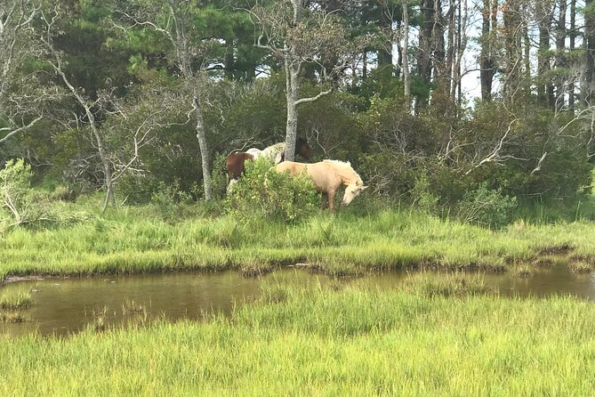 Chincoteague's Up The Bay Pony and Wildlife Tour by Boat - Who will enjoy this Chincoteague tour most