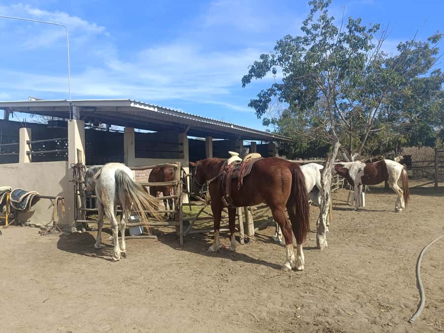 City Tour & Beach Club All Inclusive HorseBack Ride Sports - Key points to know before booking