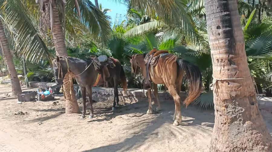 City Tour & Beach Club All Inclusive HorseBack Ride Sports - Choosing your two included activities