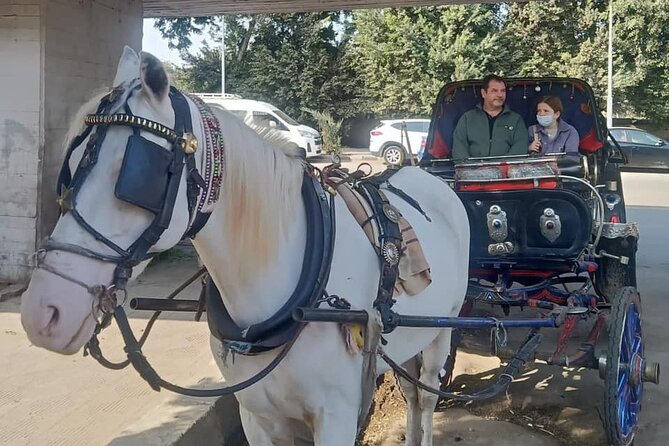 City Tour by Horse Carriage and Sailing Felucca from Cairo/Giza Hotels - Who will enjoy this best