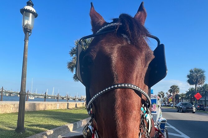 Classic Horse-Drawn Carriage Tour - A gentle start in St. Augustine’s oldest streets