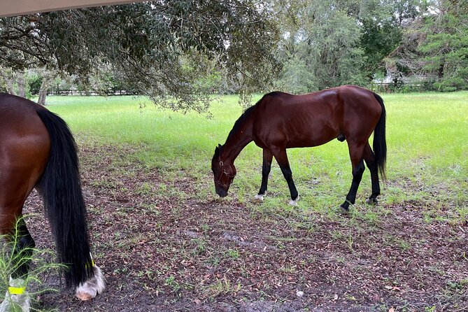 Classic Horse-Drawn Carriage Tour - Meeting the horses at a slower pace
