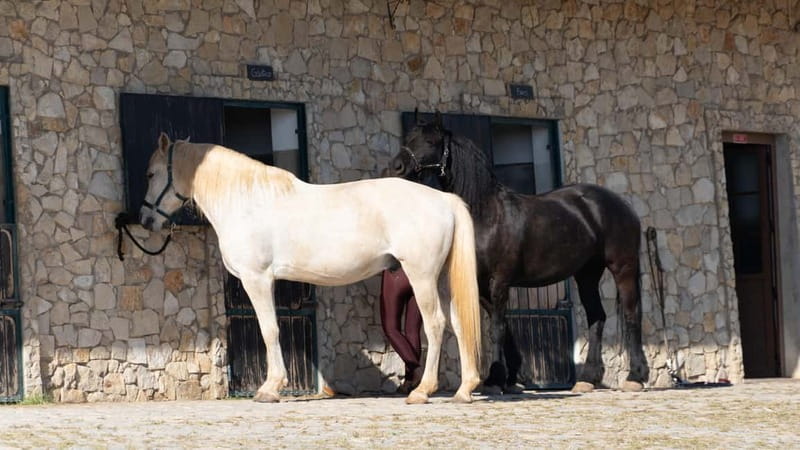 Cliffside Horseback Riding in the Algarve - Booking flexibility and useful planning details