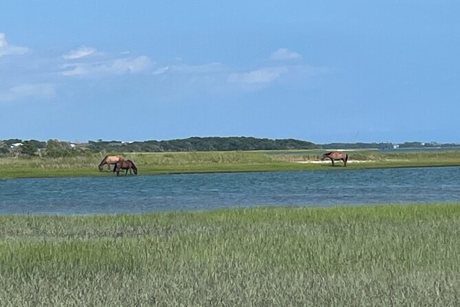 Coastal Excursion/Sunset Cruise/Sand Dollars/Sea Shells/Horses - Carrot Island, Bird Shoals, and Shackleford Banks