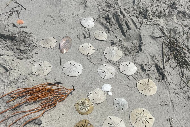 Coastal Excursion/Sunset Cruise/Sand Dollars/Sea Shells/Horses - What the $235 Group Price Really Buys