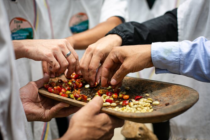 Coffee Tour with arrival on horseback and sugar cane processing - A coffee farm visit with a real arrival story
