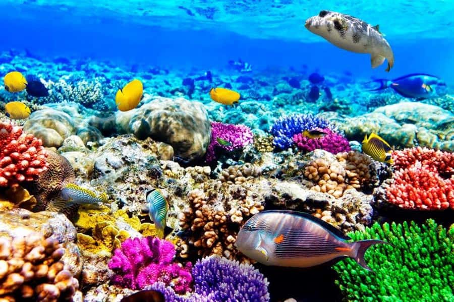 Cooking Class Tour, Stone Town Tour, Horseback Riding - Key points to know before booking