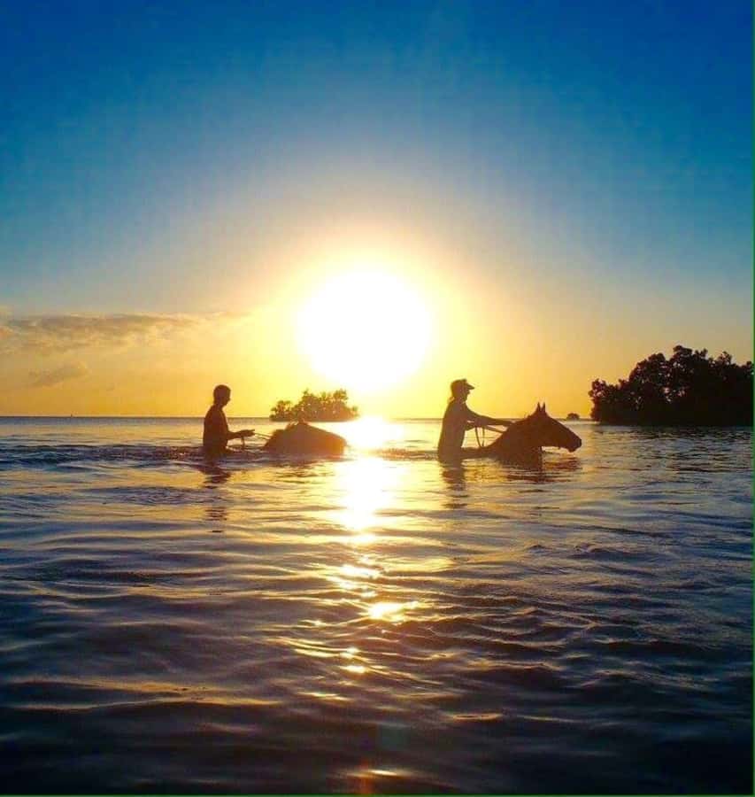 Cooking Class Tour, Stone Town Tour, Horseback Riding - A one-hour guided horseback excursion