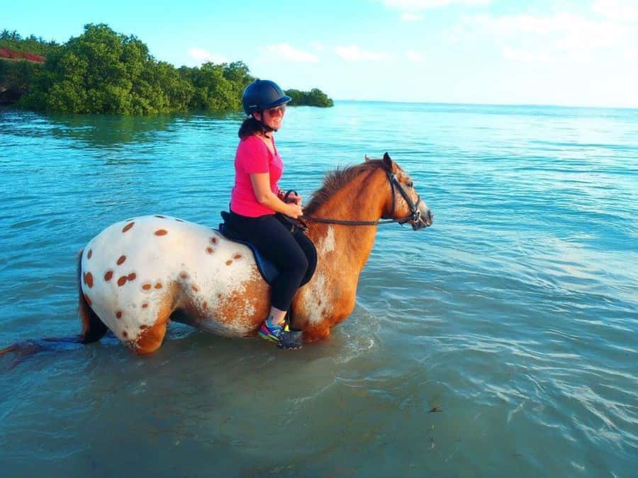 Cooking Class Tour, Stone Town Tour, Horseback Riding - What the $220 price really covers