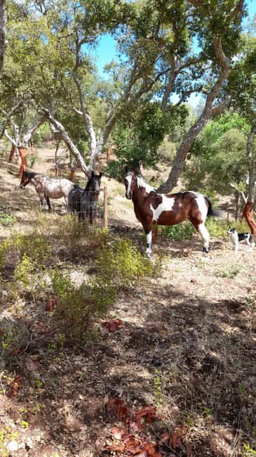 Costa Alentejana: Horse tour in Serra de Grândola - Key points at a glance