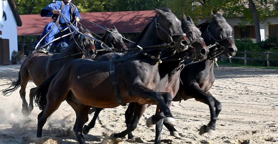 Countryside ranch, horse show & lunch - Key points to know before you book