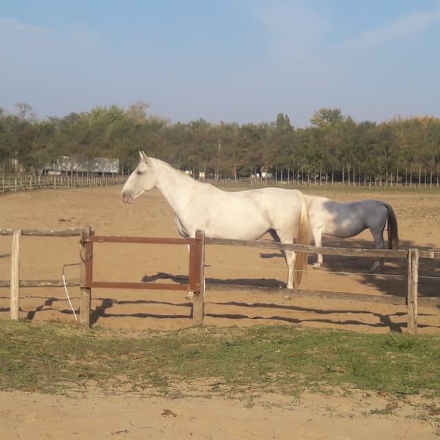 Countryside ranch, horse show & lunch - Who should book this half-day outing?
