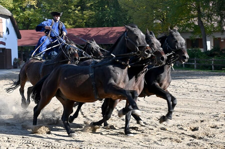 Countryside ranch, horse show & lunch - The horse show and Hungary’s cowboy tradition