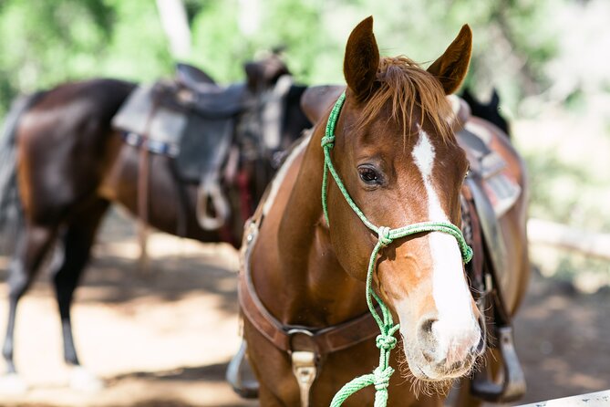 Cowpoke Ride: Adventurous horseback tour just 9 MILES from Sedona - Vineyard views and the Verde Valley