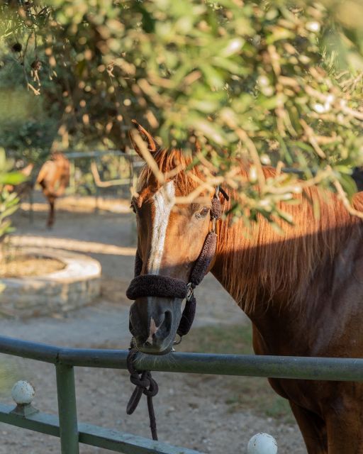 Crete Horse Riding: Cretan Countryside Ride - Key points to know before you ride