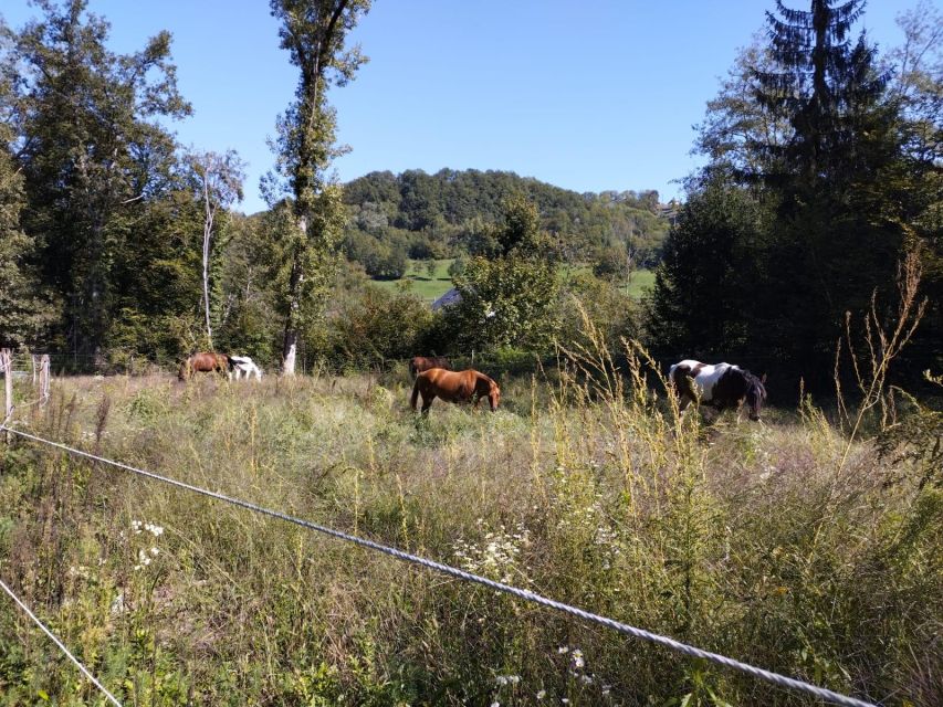 Cruseilles: Horseback Riding in the Countryside - Key points to know before you book