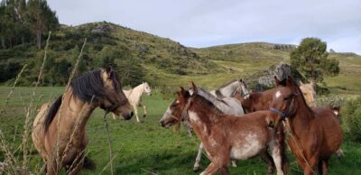 Half-Day Horseback Riding at Devil’s Balcony