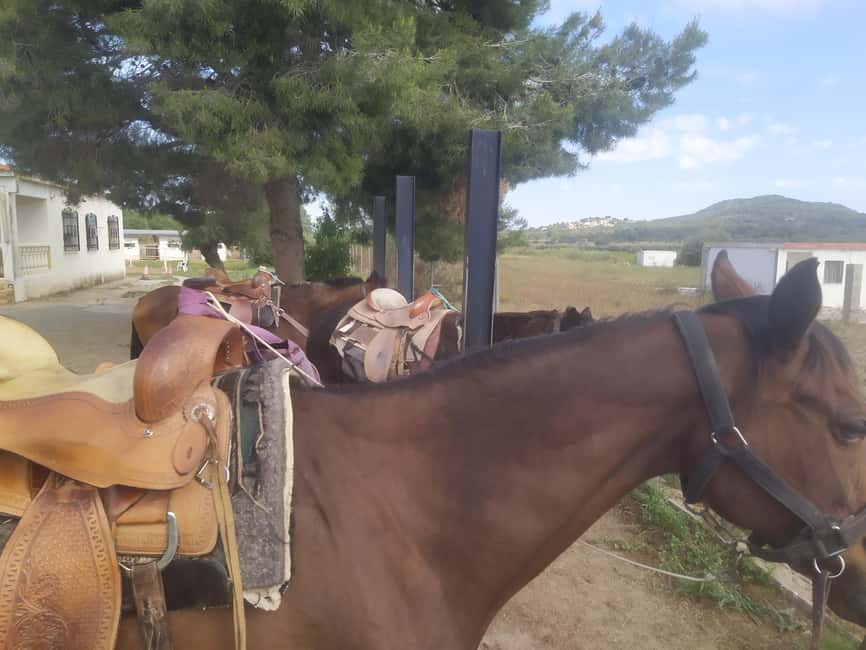 Discover the interior of Valencia on horseback - Two hours among pines, olives, and vineyards