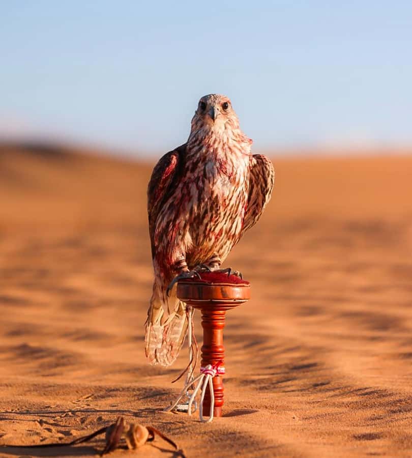 Doha : Arabian Horse Ride Experience With Pickup & Drop Off - Three hours and what the price really covers