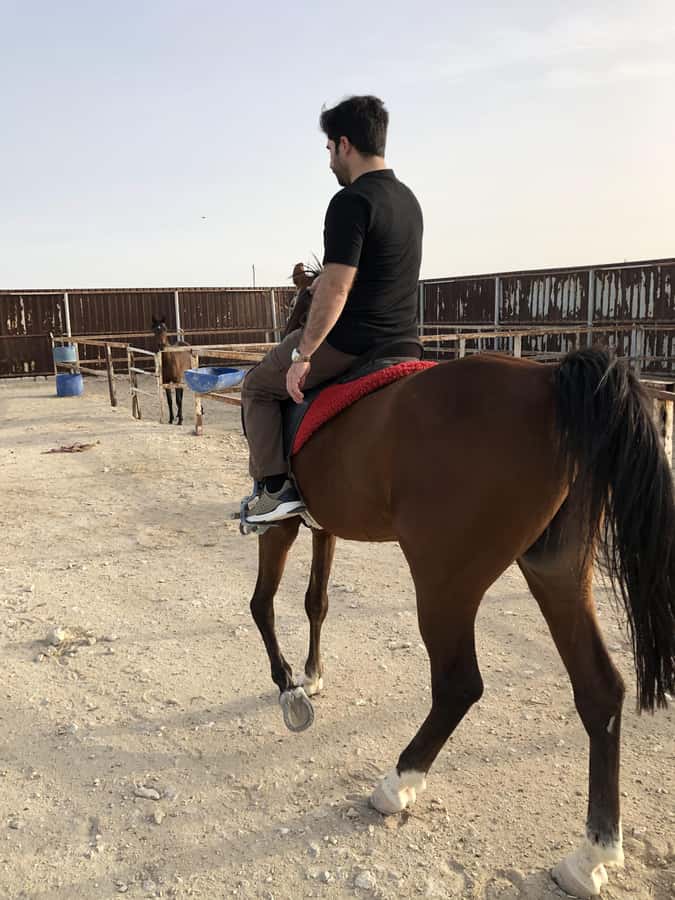 Doha: Arabian Horse Riding Experience –Sea or Desert Options - Price, value, and what you are paying for